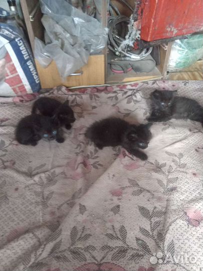 Котята крысыловы