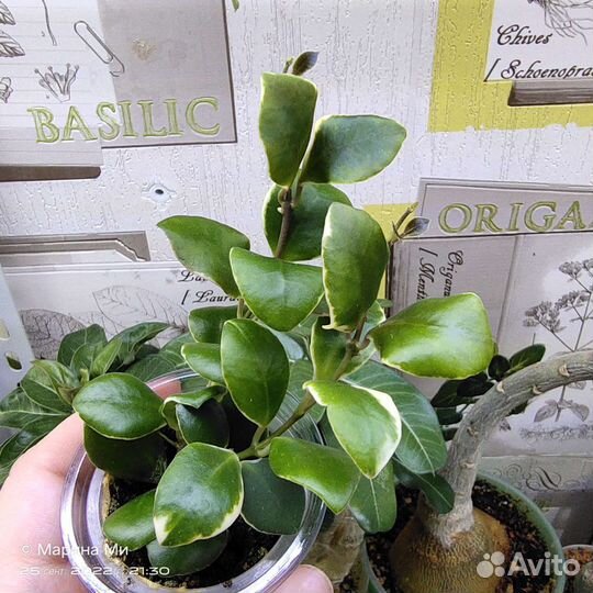 Хойи разные