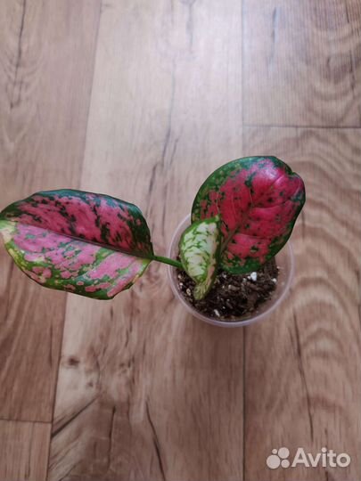 Детки Аглаонемы