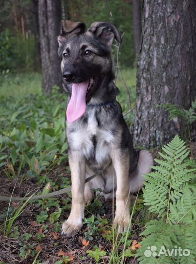 Щенок-метис в добрые руки