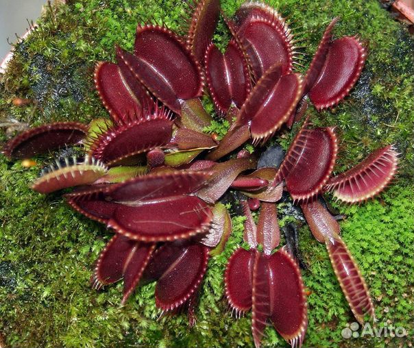 Мухоловка Дионея красная семена