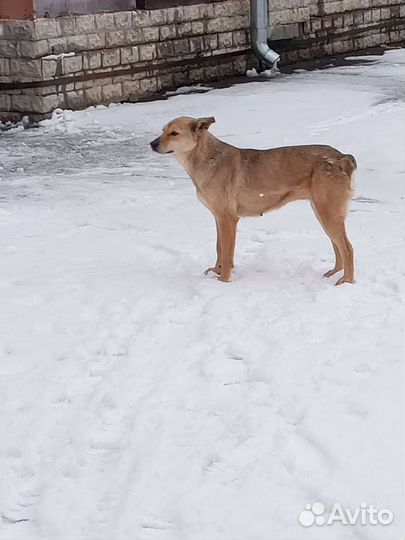 Последний шанс