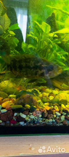 Редкие цихлозомы