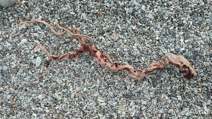 Дрифтвуд Даборатория