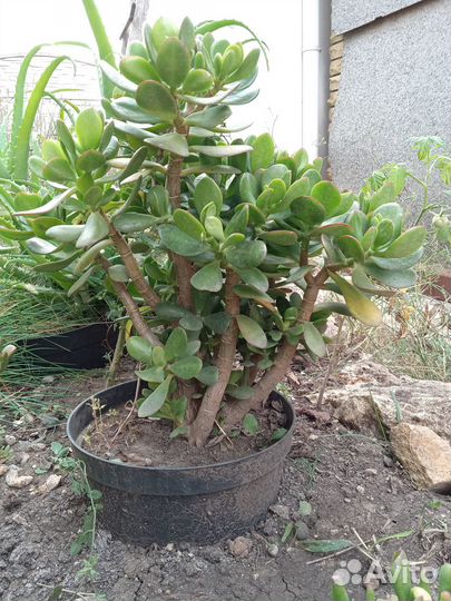 Толстянка (крассула)