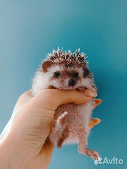 Карликовый Африканский ёжик