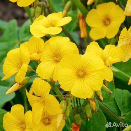 Кислица желтая