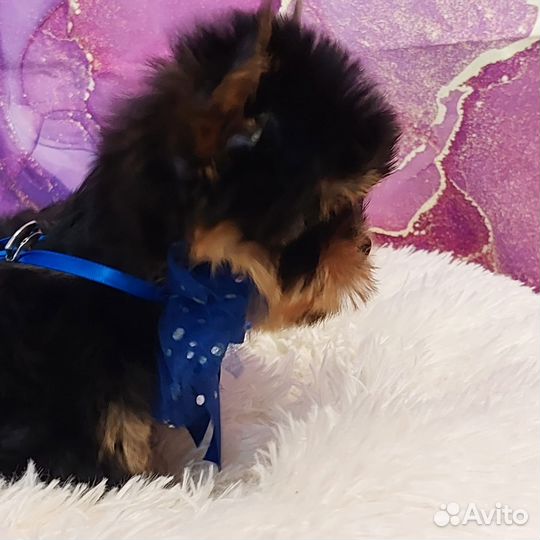 Йоркширский терьер Щенки