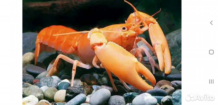 Персиковый рак (Cherax holthuisi )