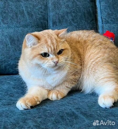 Золотые производители ny12 ay12