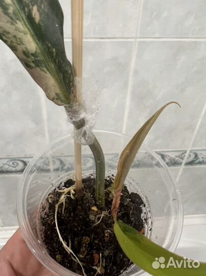 Филодендроны коллекционные