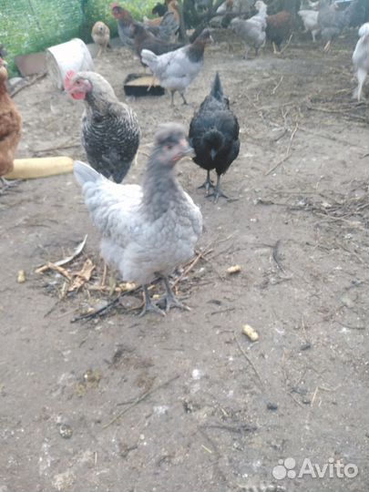 Куры молодки 4 месяца крупные