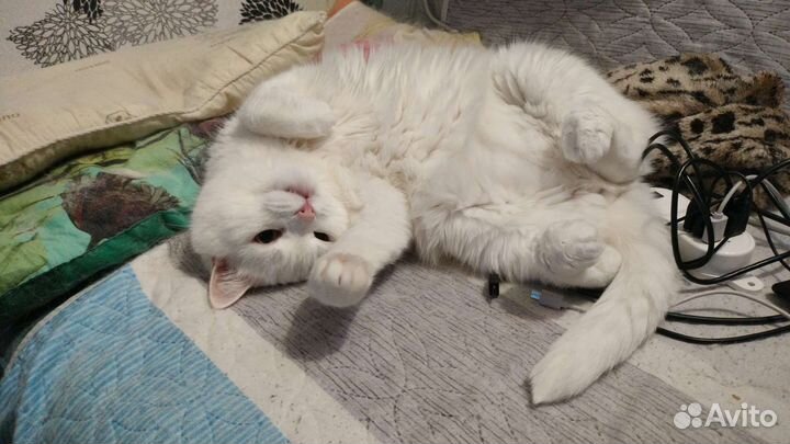 Кот турецкий ван