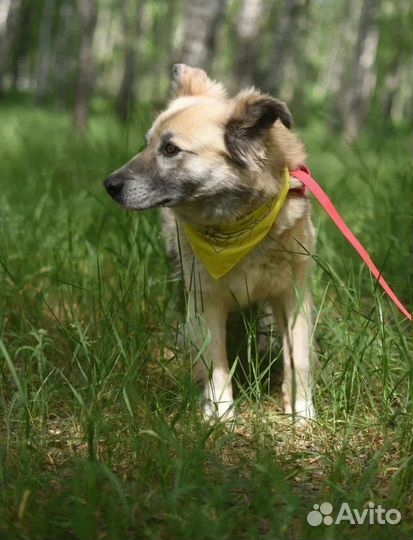 Собака из приюта