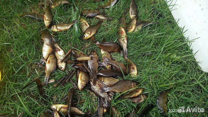 Карась Малек