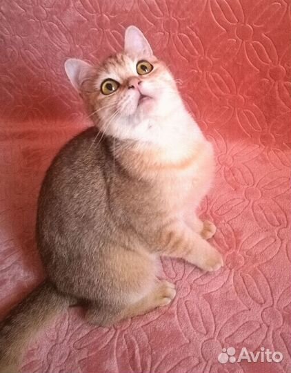 Прекрасные британчики