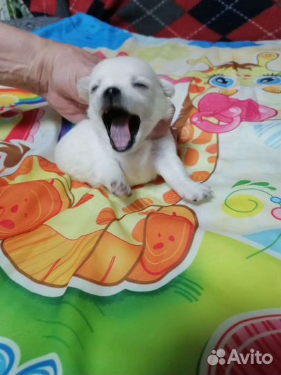 Чихуахуа мини