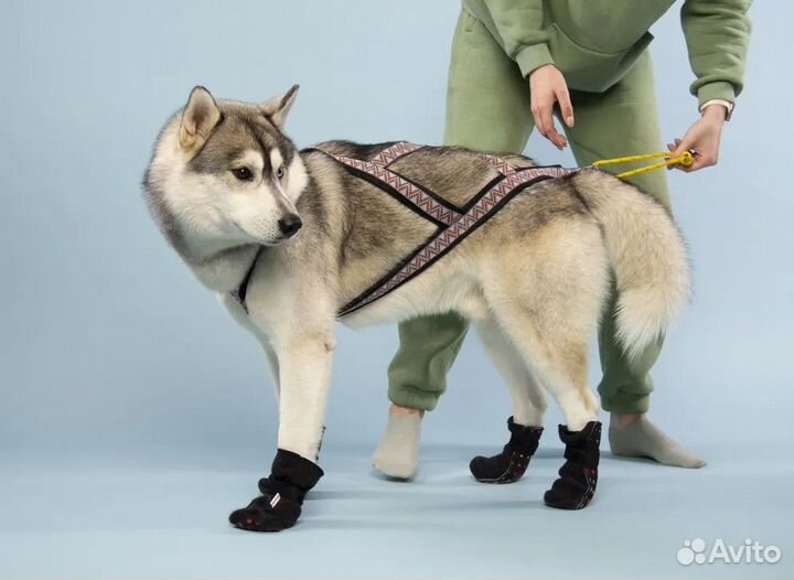 Шлейка ездовая X-back chokerz для хаски, маламута