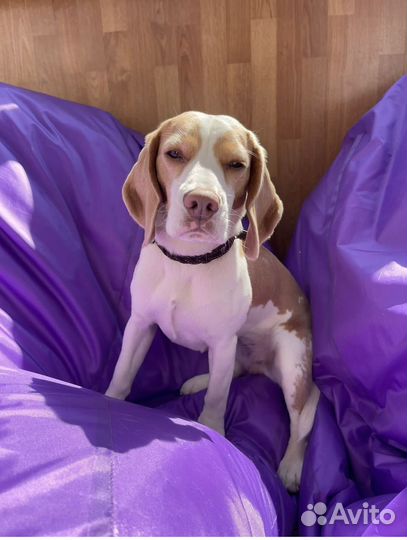 Щенки бигль