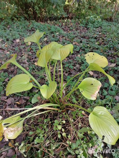 Хоста, флоксы, традесканция садовая