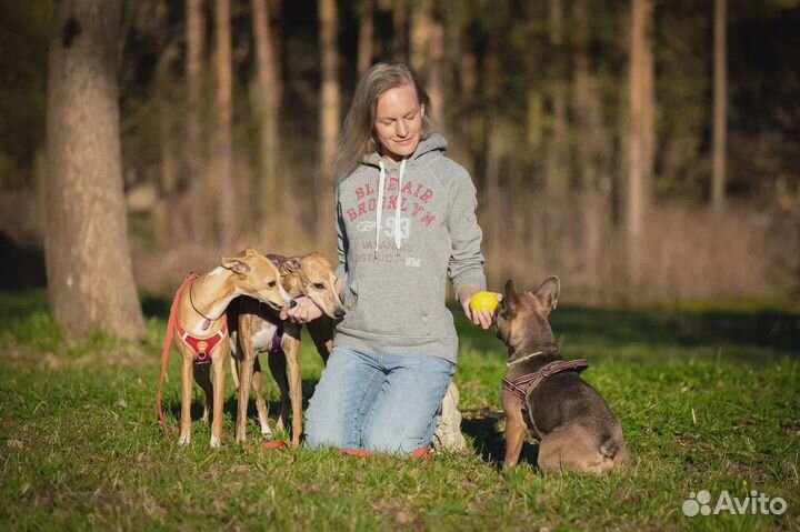 Дрессировка собак в Санкт-Петербурге и ло