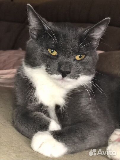 Русская голубая метис