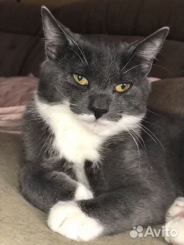 Русская голубая метис