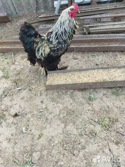 Петухи Брама Крапчатая на развод 9мес