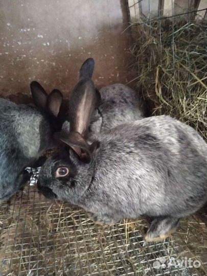 Кролики мясных пород. Продажа, обмен, мясо