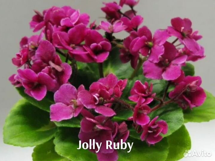 Сортовые фиалки мини (черенки)