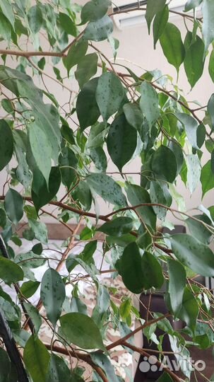 Фикус бенджамина большой