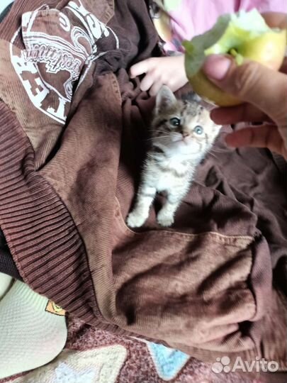 Котята в добрые руки бесплатно
