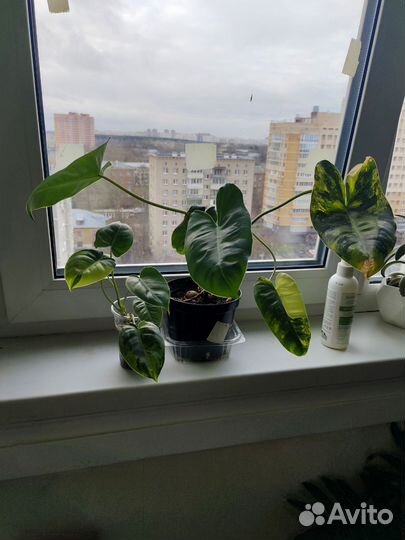 Филодендрон бурле макс