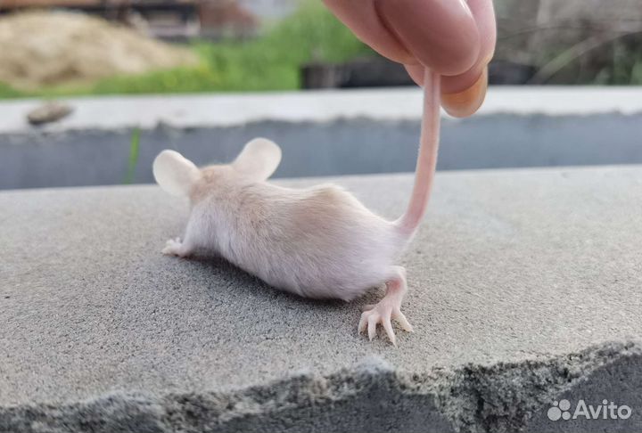 Сатиновые мыши