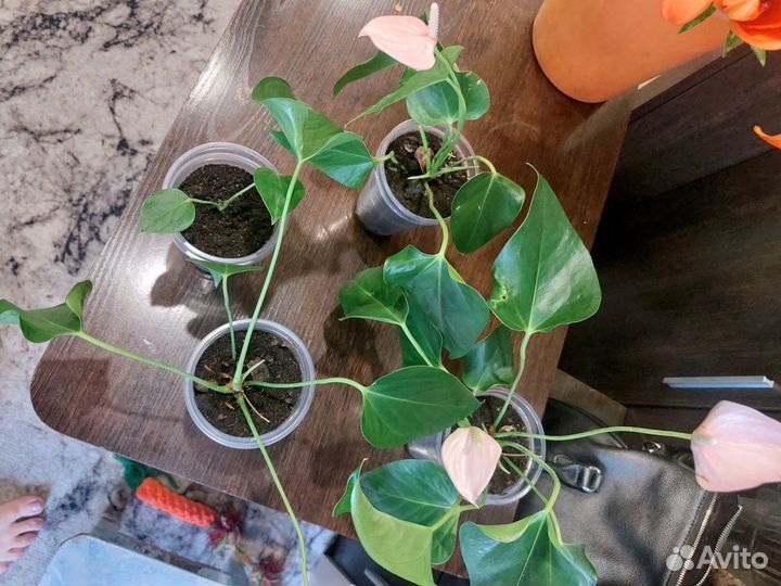 Антуриум розовый