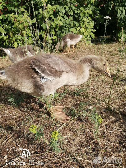 Домашняя птица