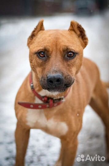 Бест/Один ищет дом