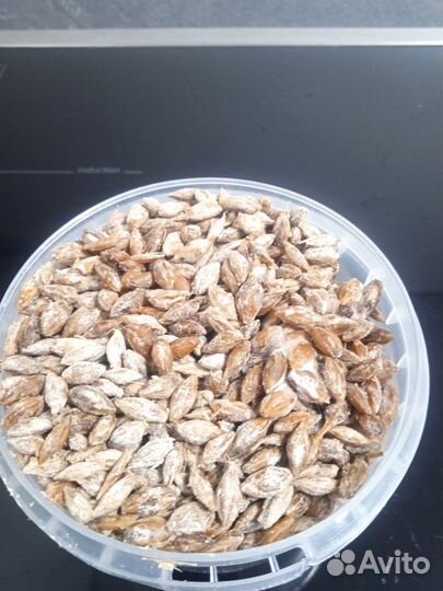 Сморчок (конический) мицелий