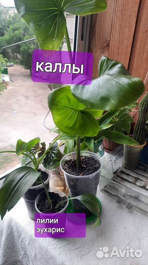 Комнатные цветы