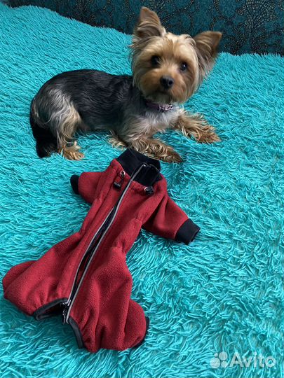 Зимний костюм для собак