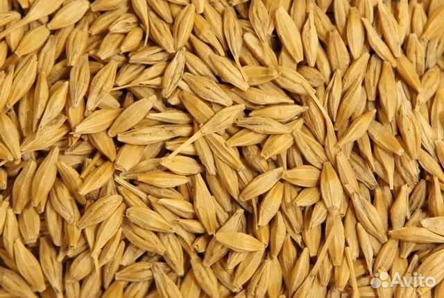 Ячмень в мешках 30 кг