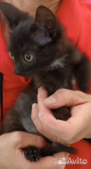 Черный котенок девочка