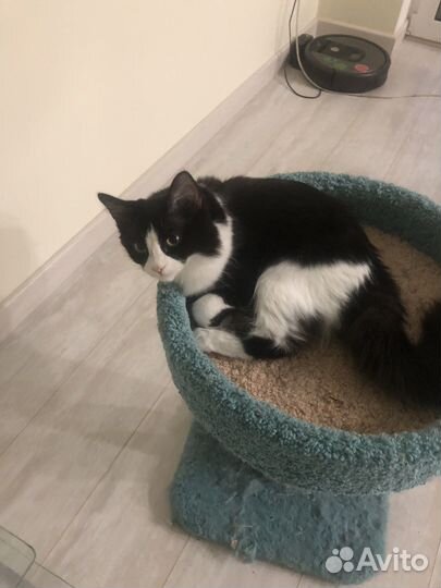 Кошка в дар