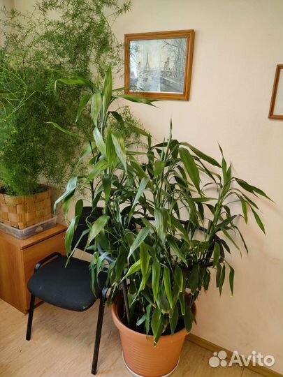 Бамбук Лаки