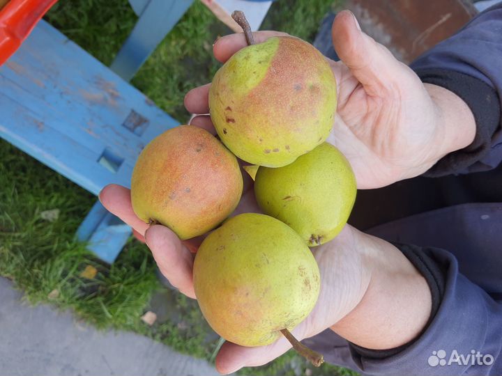 Груши