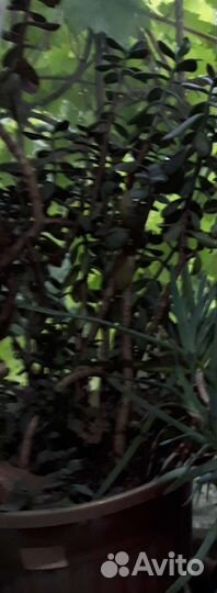 Алоэ,столетник лечебный