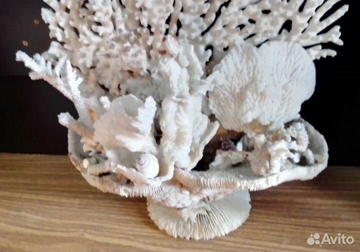 Болъшая композиция из корала