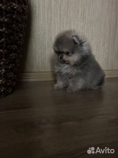 Померанский шпиц