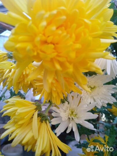 Хризантемы