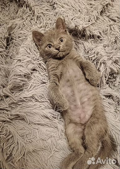 Отдам котенка доброе руки